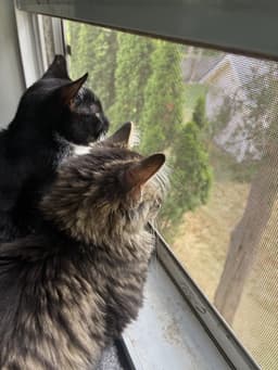 Fitz Must Be Adopted With Moe image 3