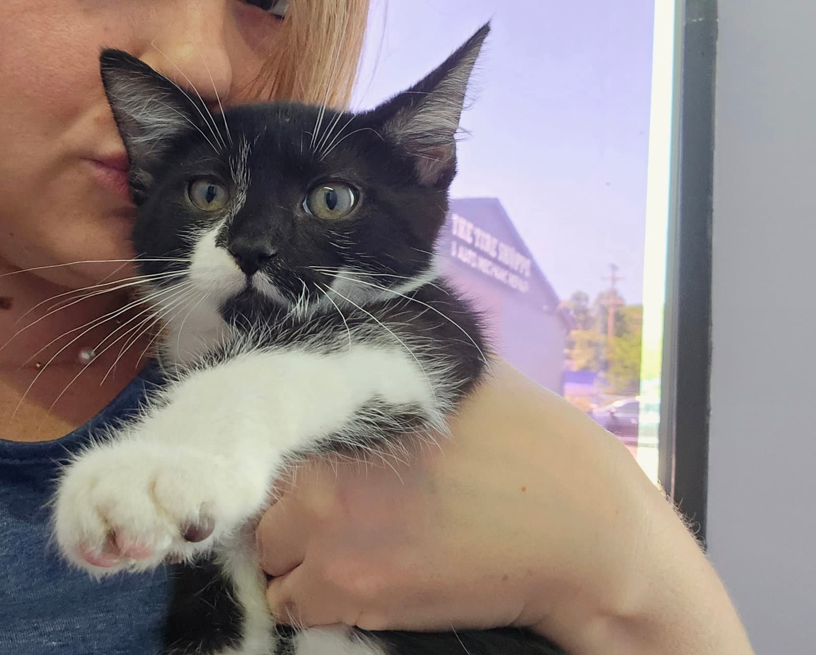 Peppers Must Be Adopted With Ingrid - Domestic Short Hair