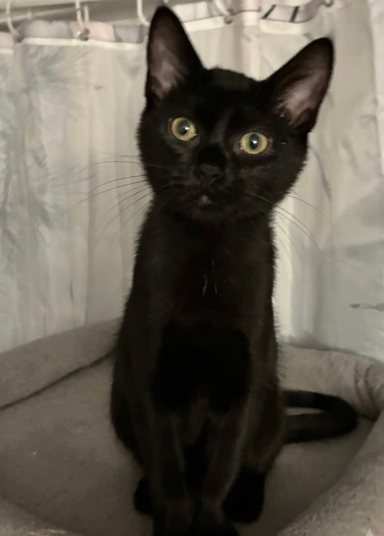 Banneker - Domestic Short Hair