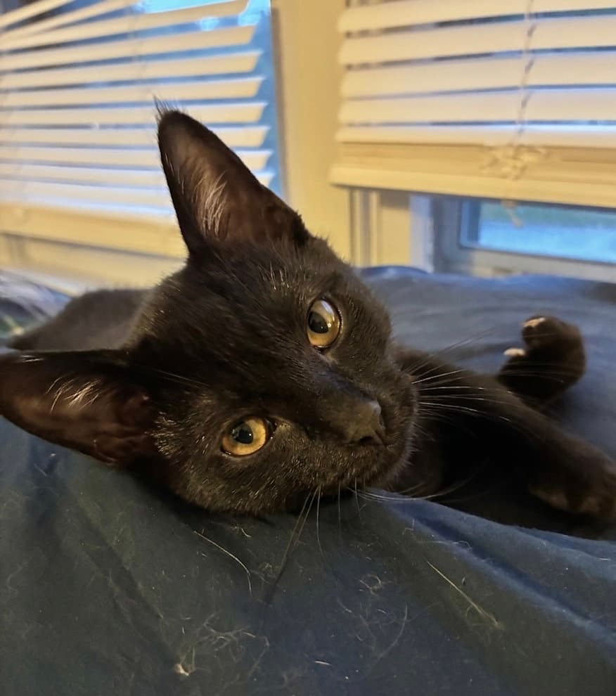 Harriet - Domestic Short Hair
