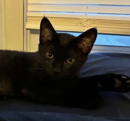 Harriet image 2