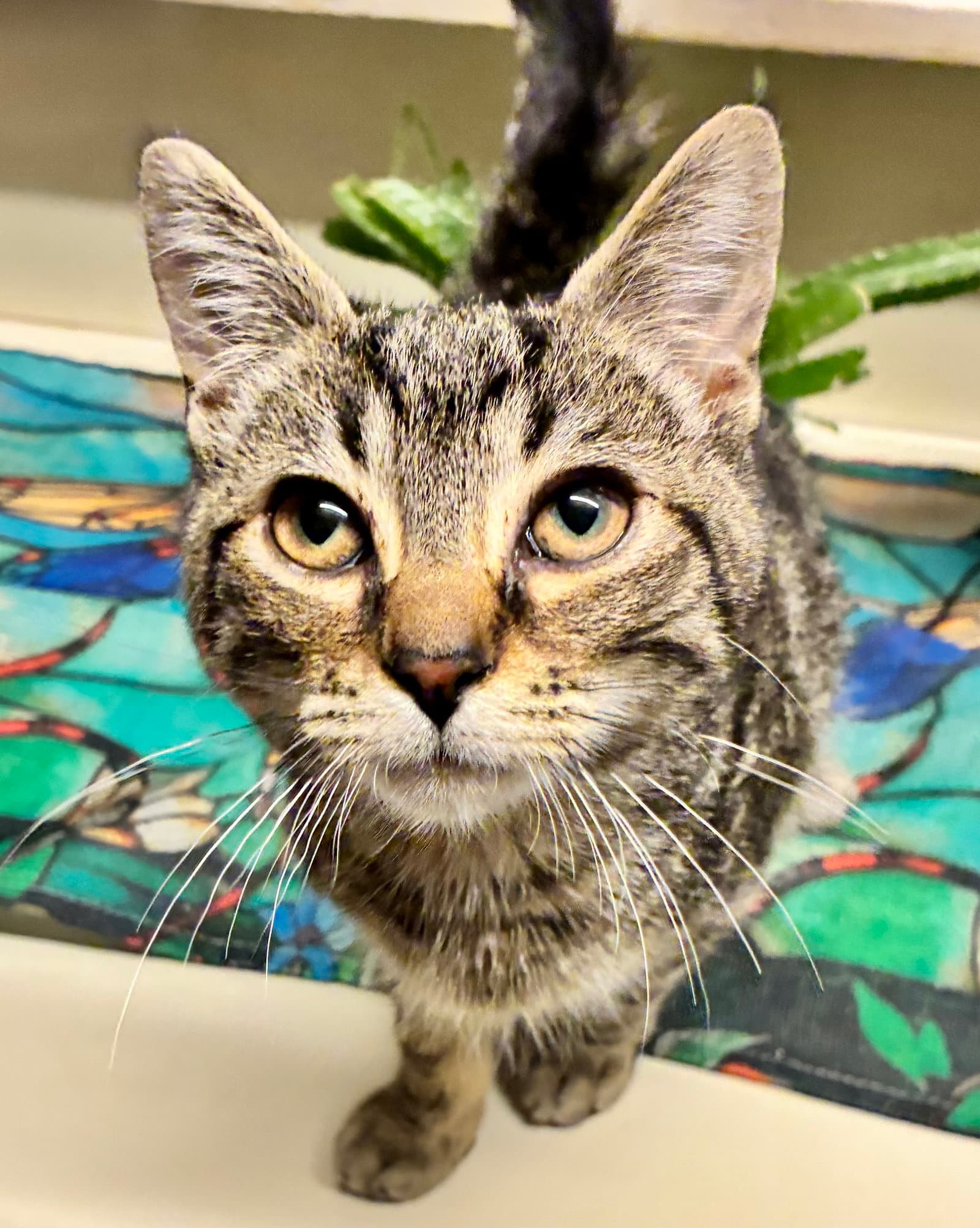 Clara - Domestic Short Hair