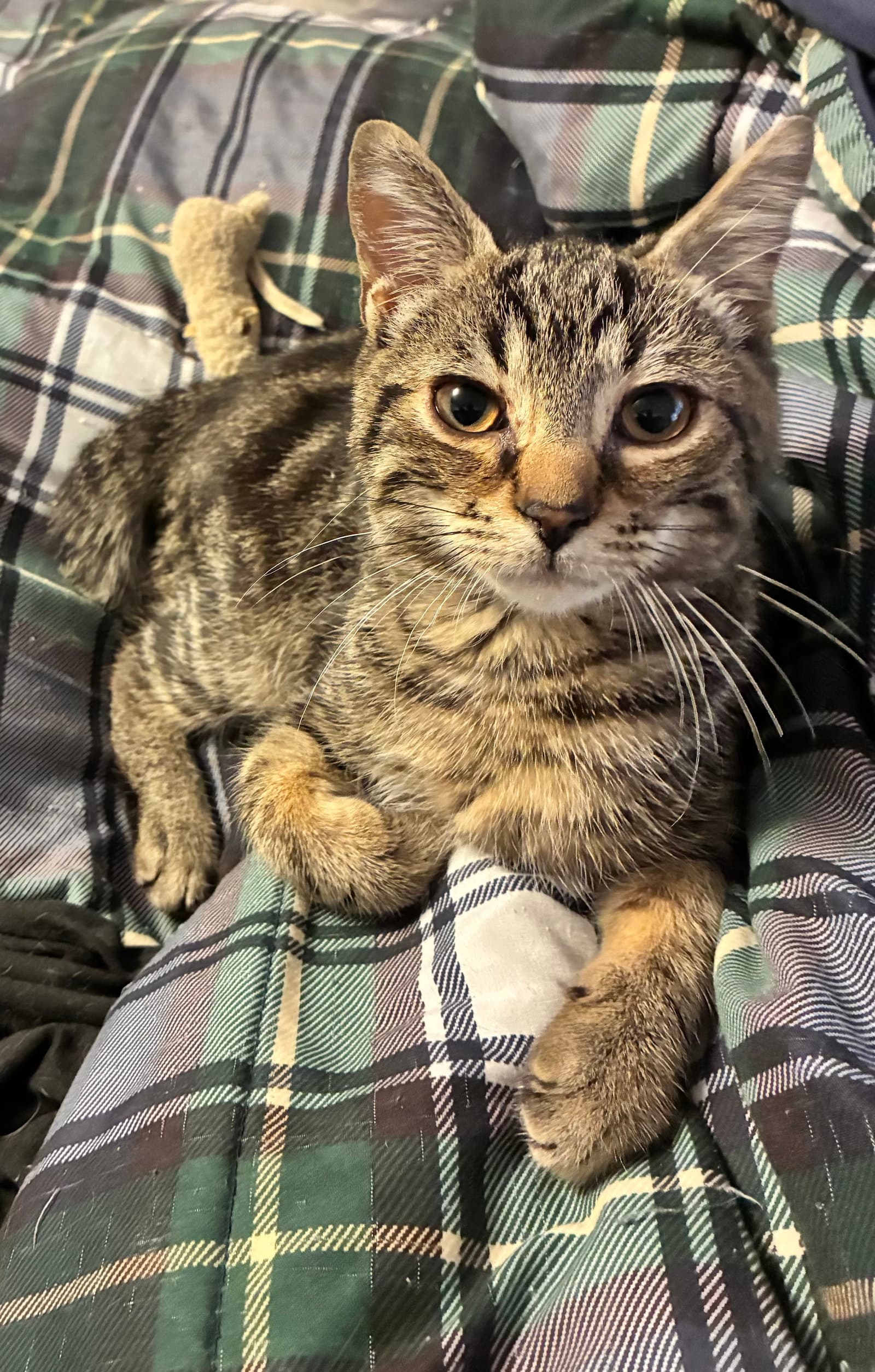 Linccoln - Domestic Short Hair