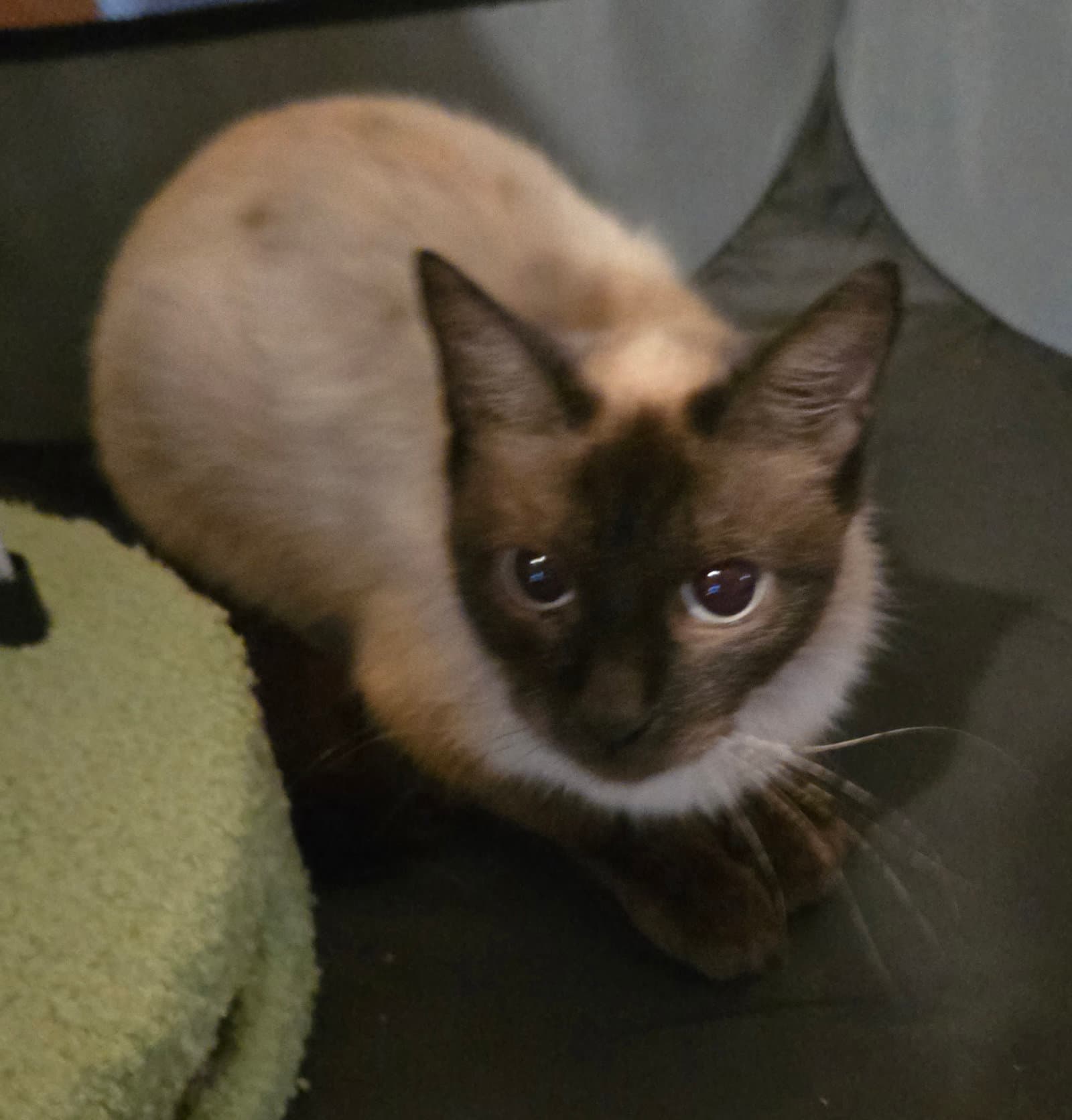 Nadi - Siamese