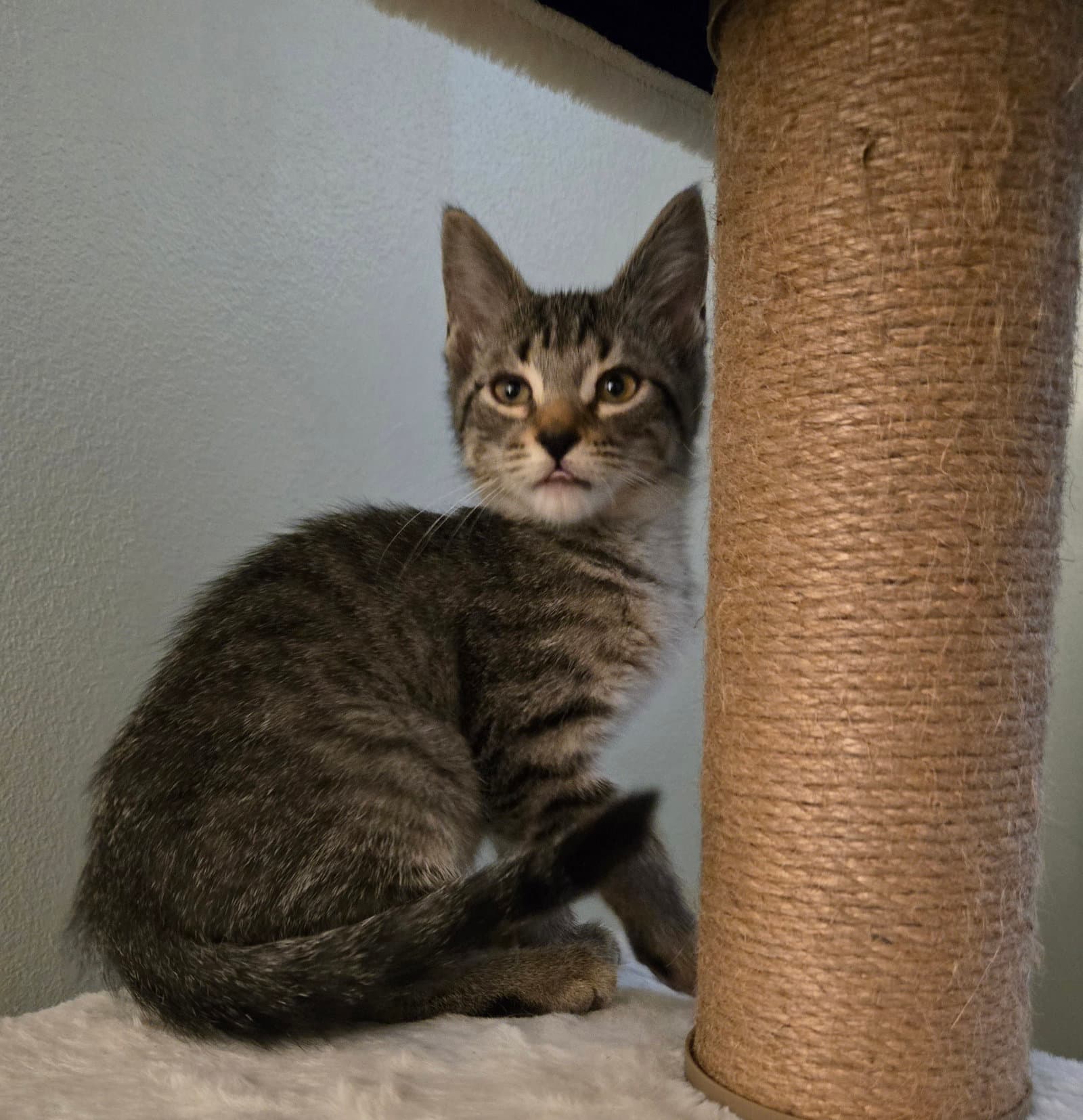 Noelle - Domestic Short Hair