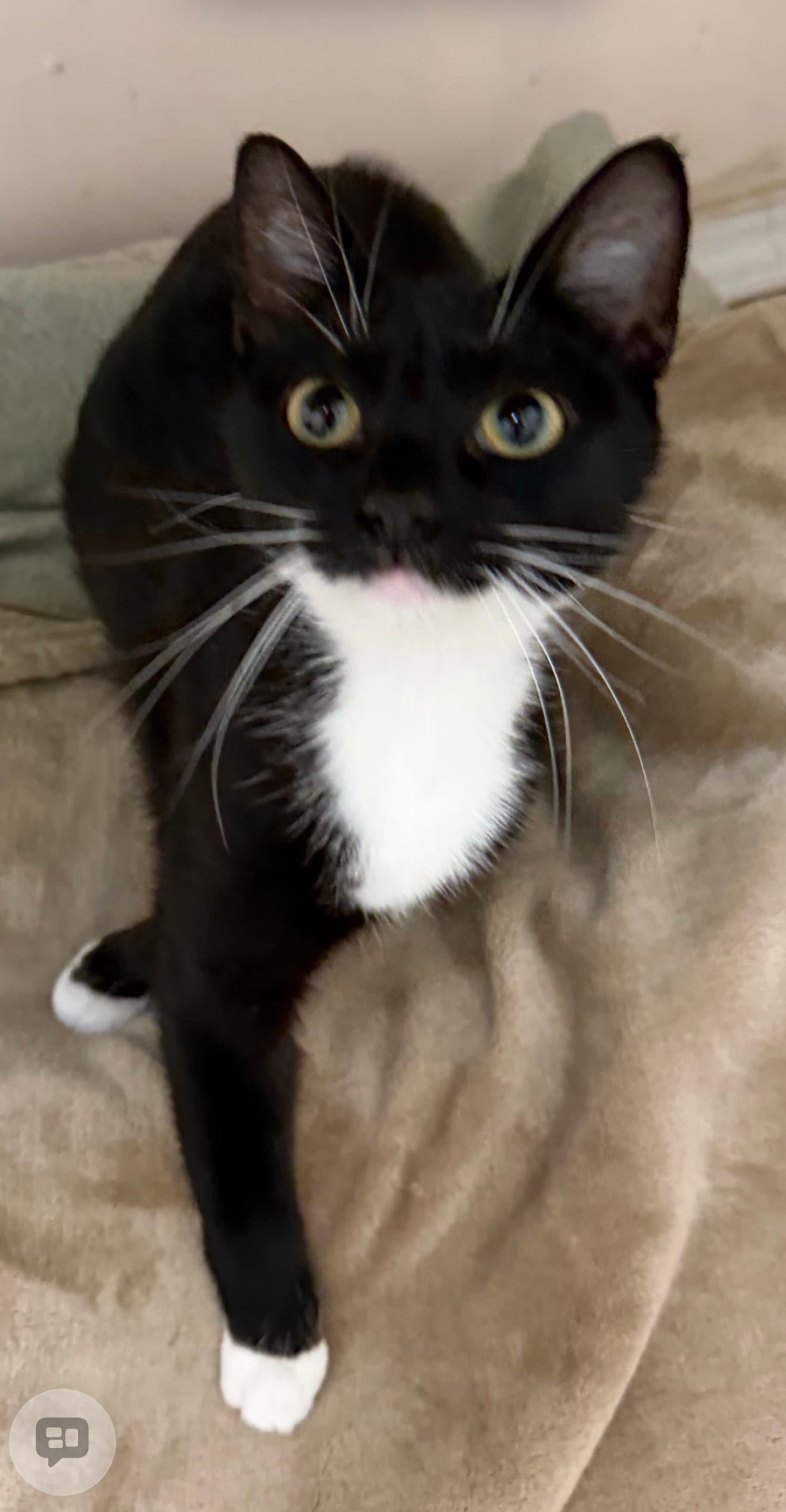 Seleste - Domestic Short Hair