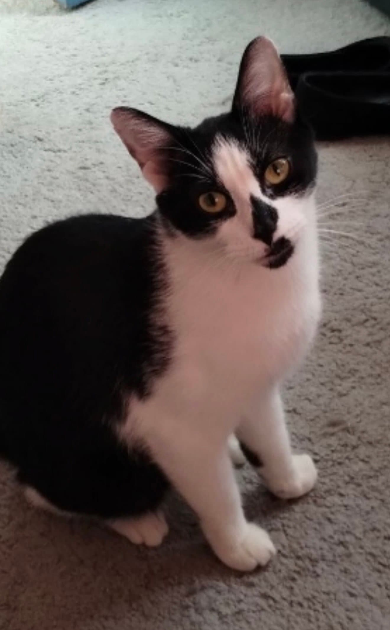 Tiny - Domestic Short Hair