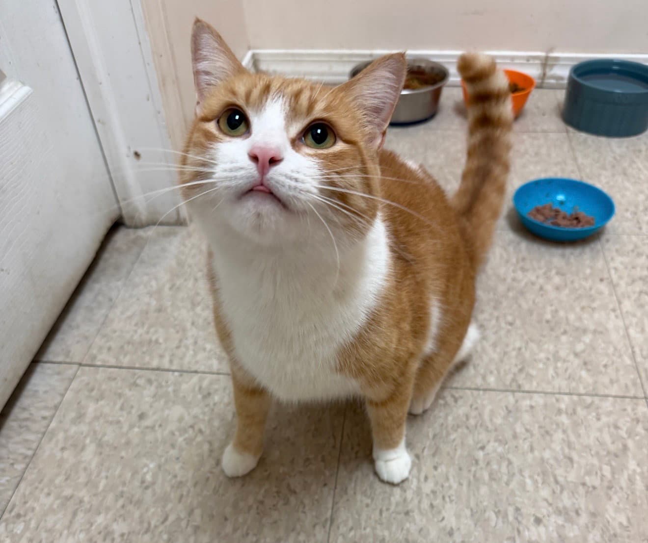 Sandie - Domestic Short Hair