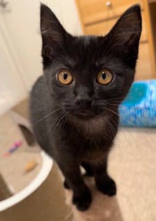Mary Joe - Domestic Short Hair