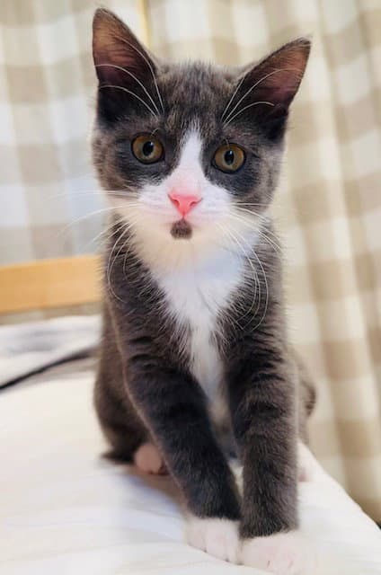 Sperry - Domestic Short Hair