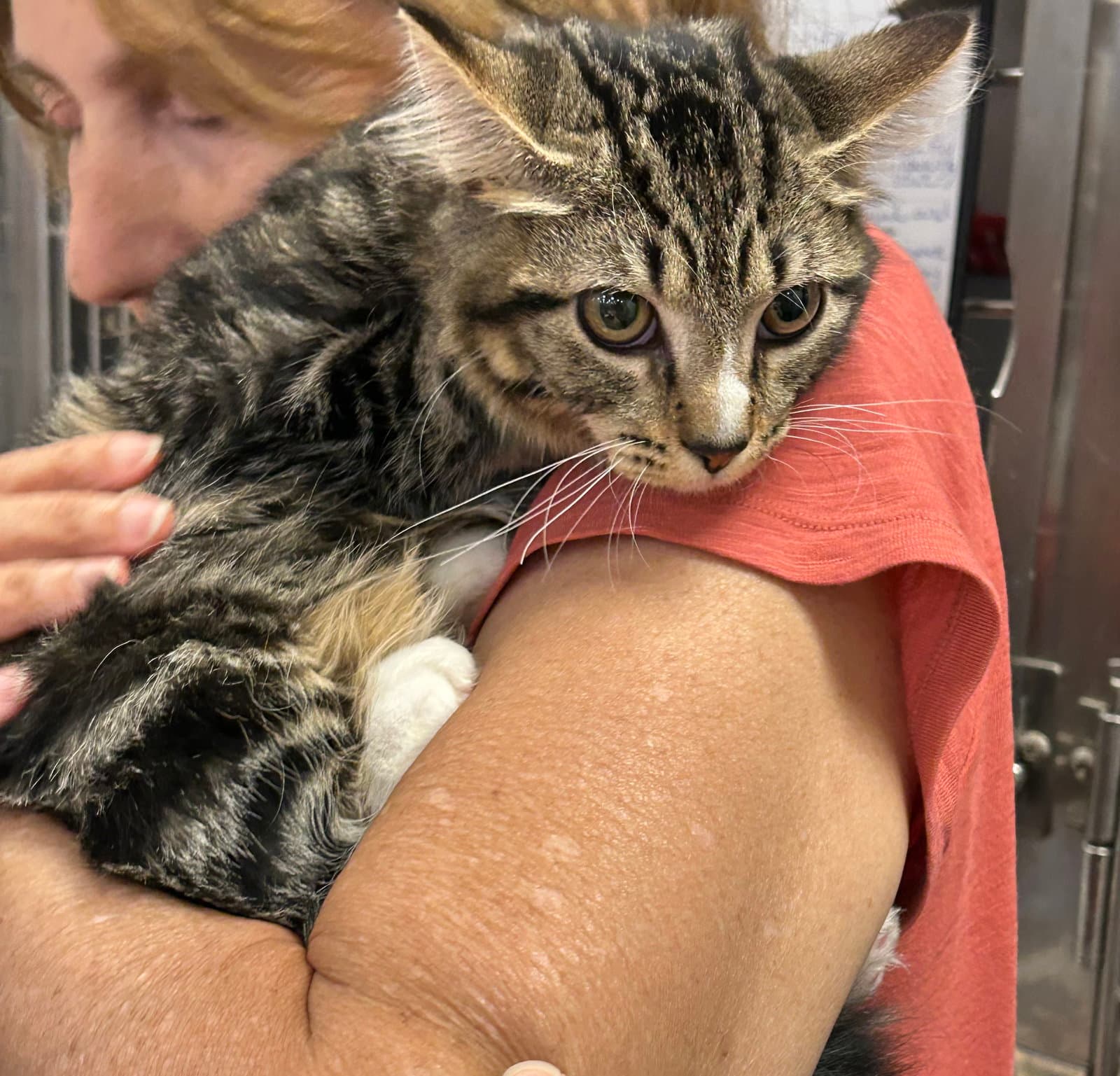 Bmo - Domestic Short Hair