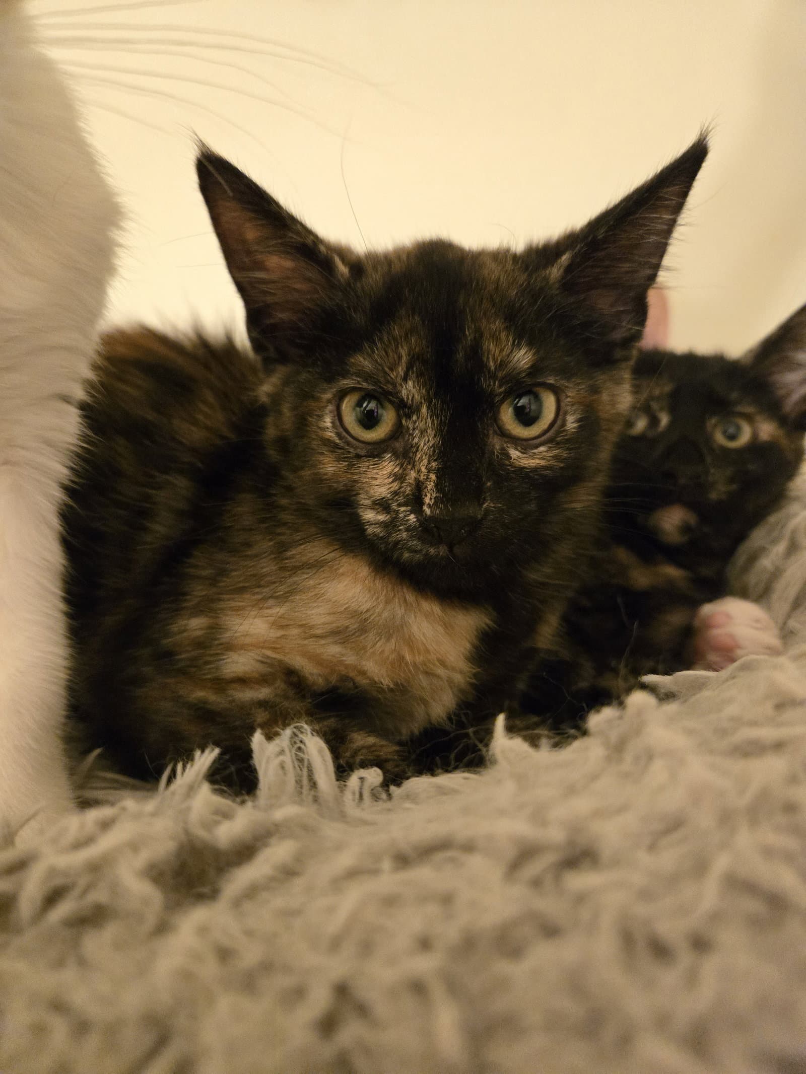 Addison - Domestic Short Hair