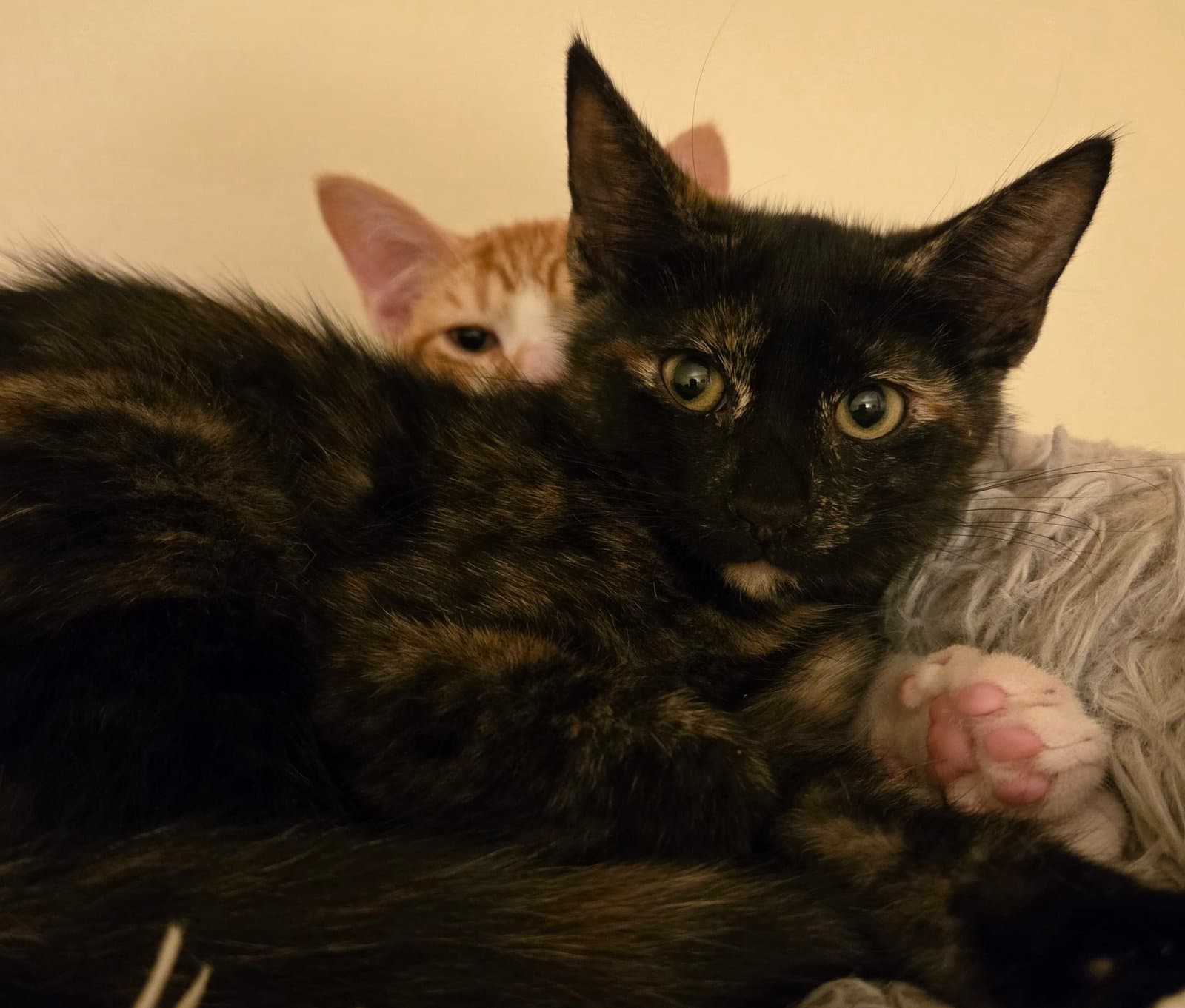 Madison - Domestic Short Hair