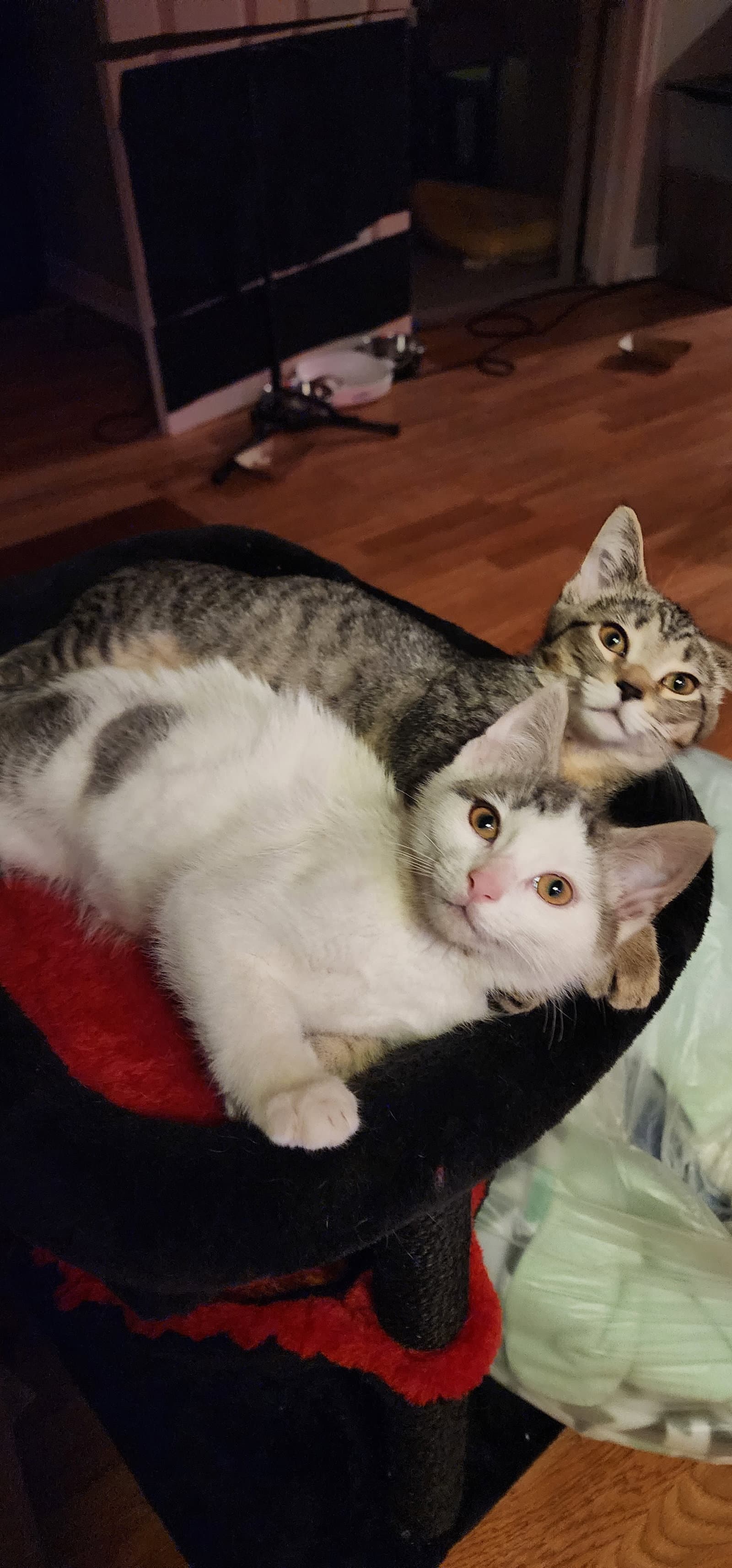 Thunderbird - Domestic Short Hair