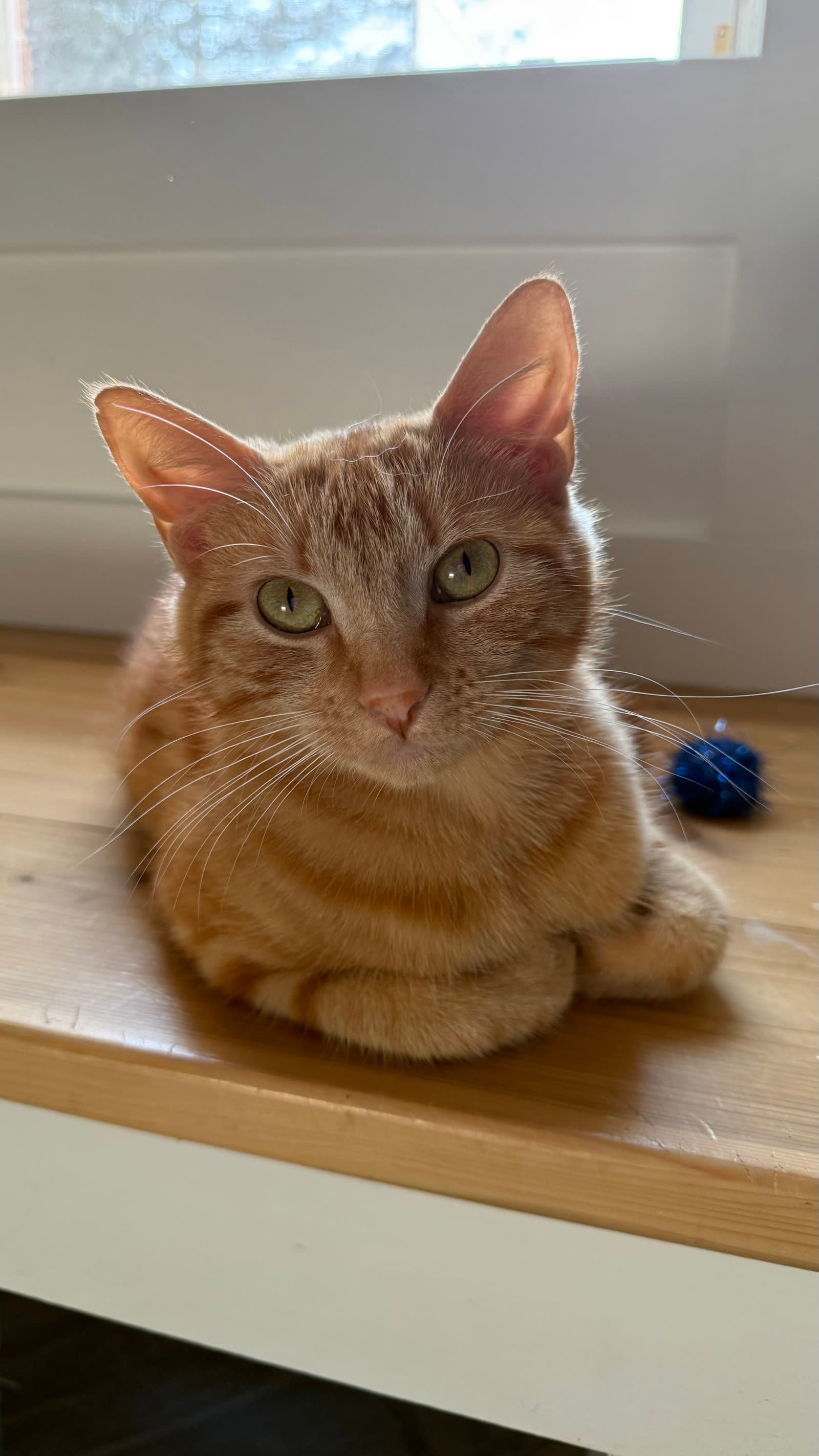 Mimi - Domestic Short Hair