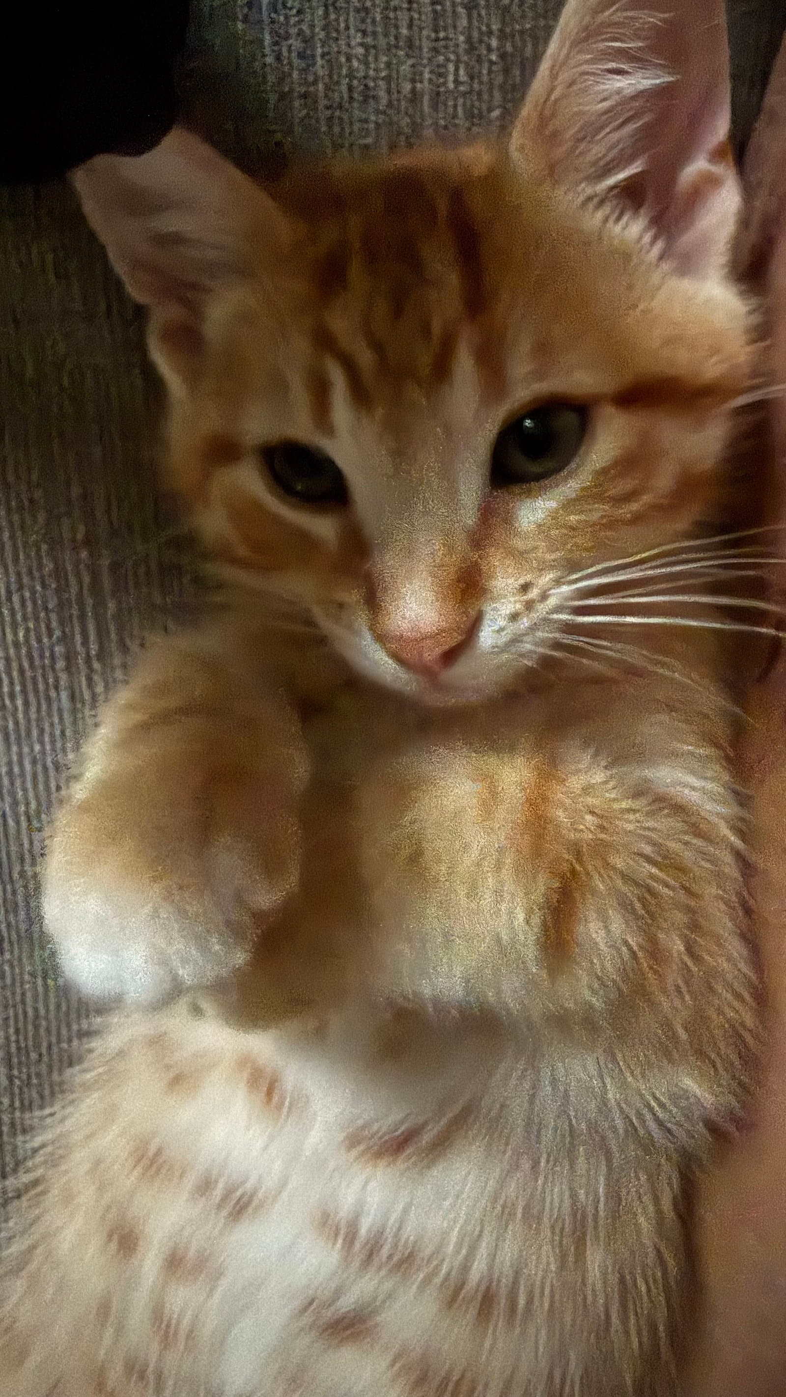 Hotdog - Domestic Short Hair