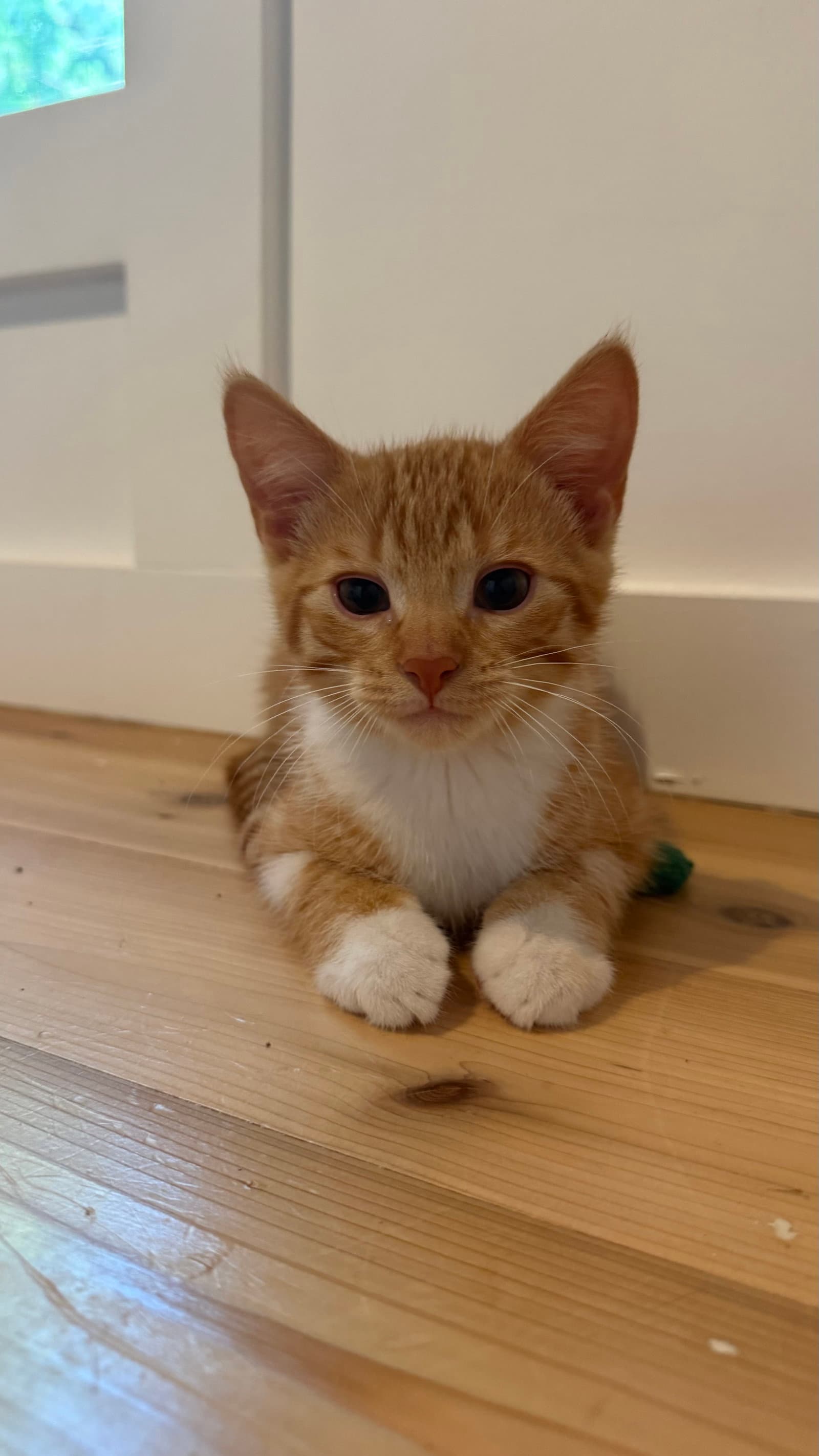 Ember Blaze - Domestic Short Hair