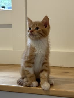 Ember Blaze image 2