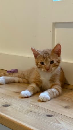 Ember Blaze image 4