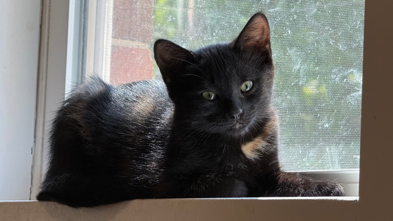 Firefly - Domestic Short Hair