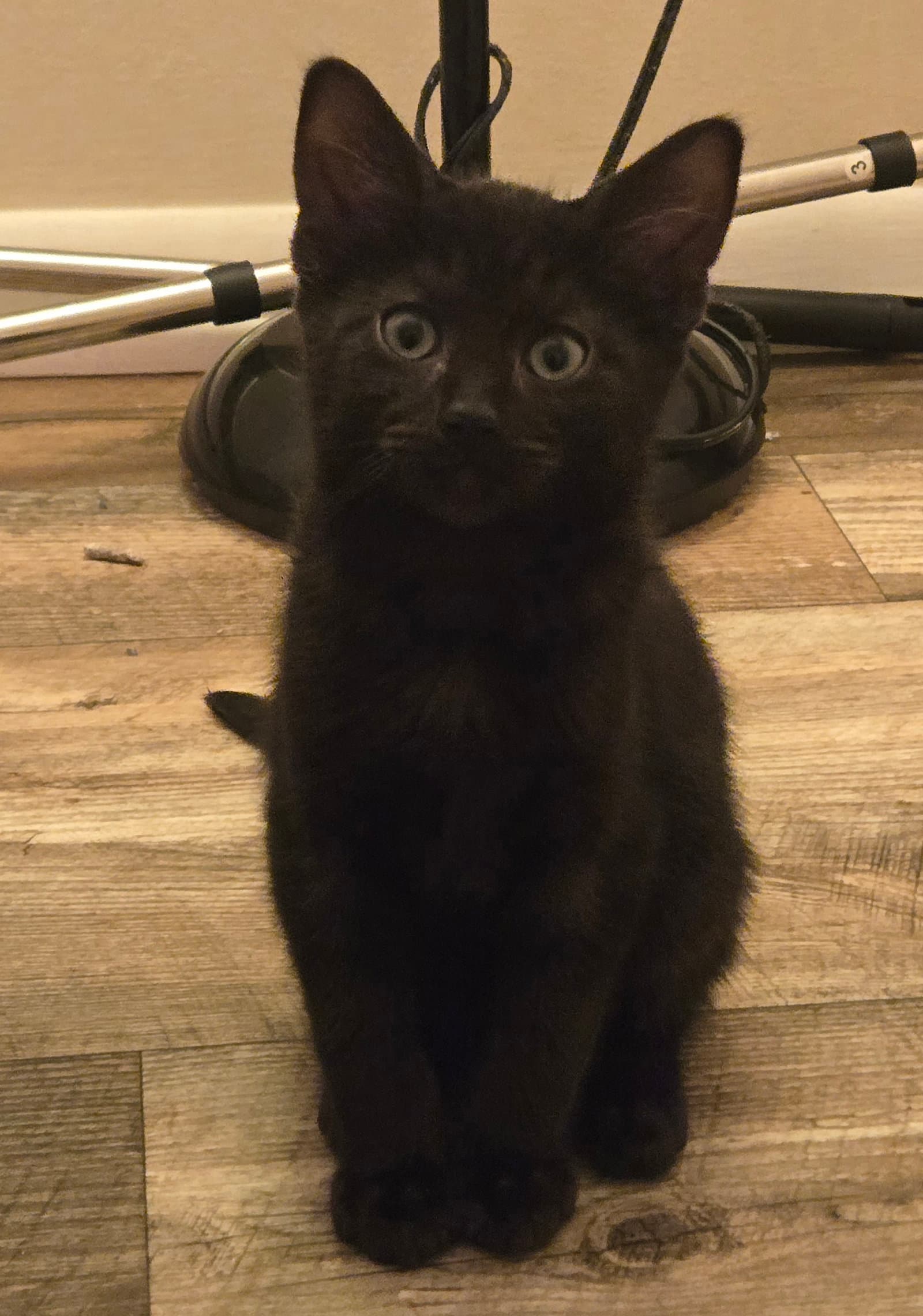 Mark - Domestic Short Hair