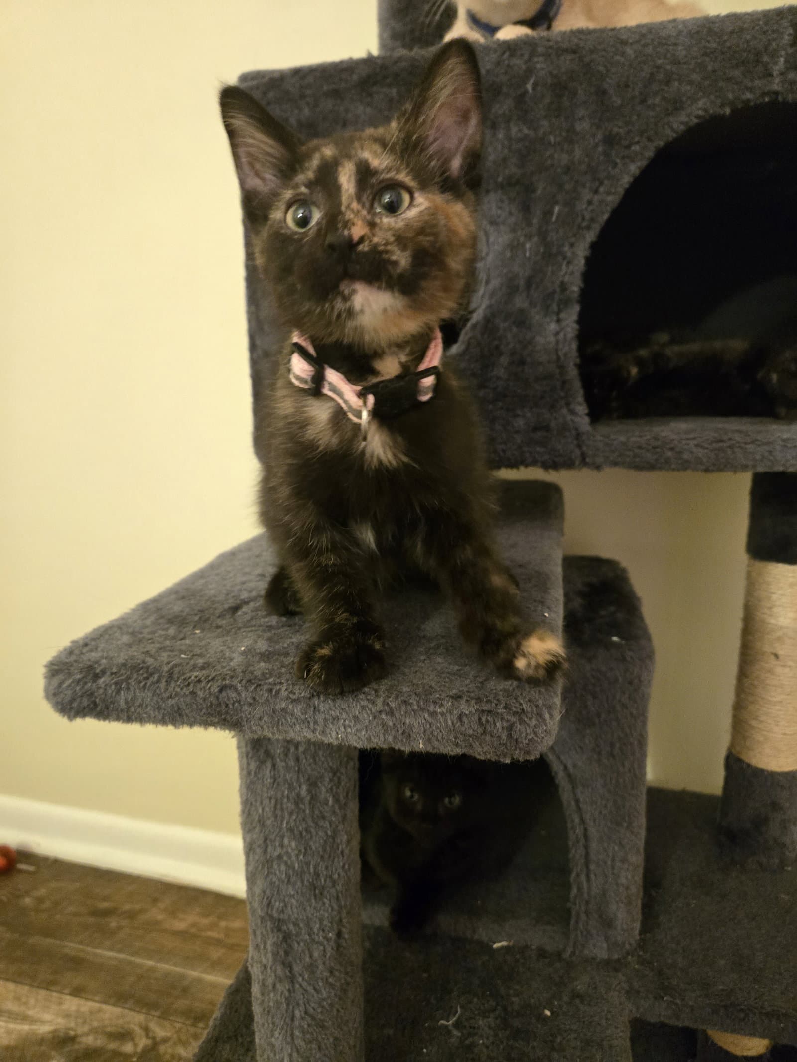 Mallory - Domestic Short Hair