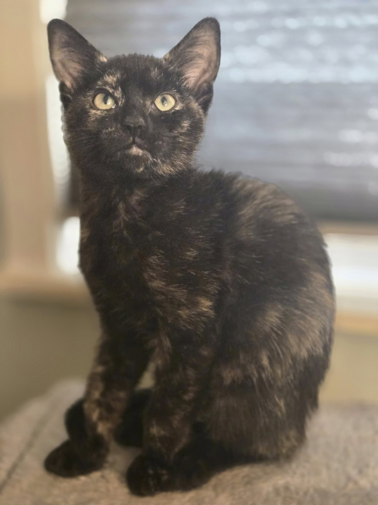 May - Domestic Short Hair