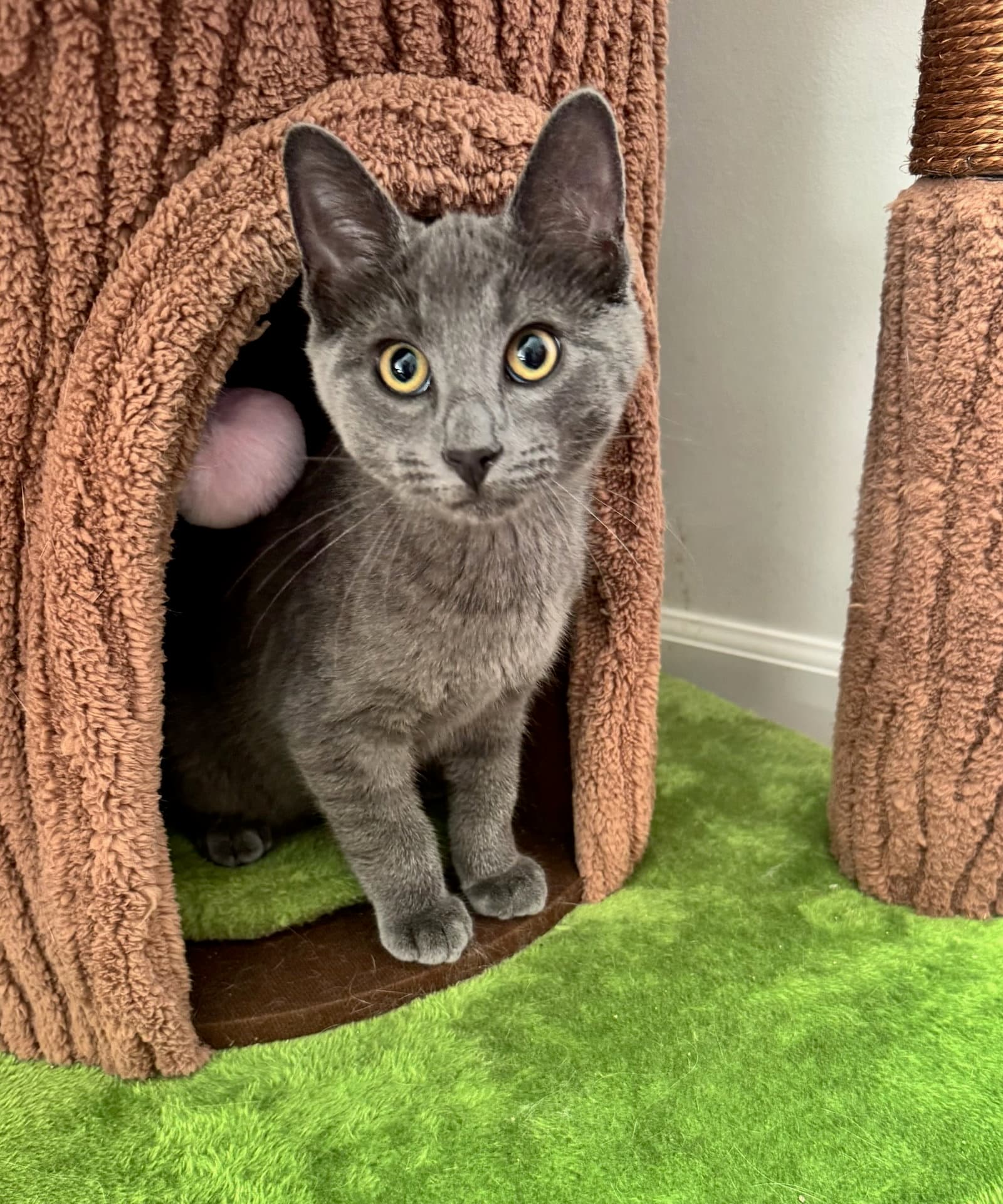 Ekko - Russian Blue