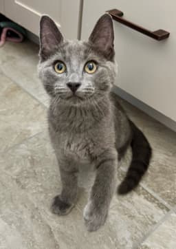 Ekko image 2