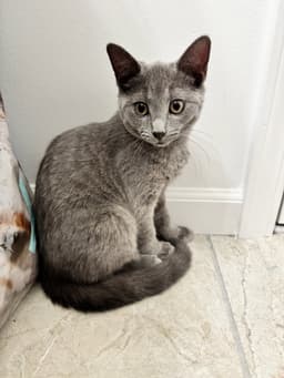Ekko image 3