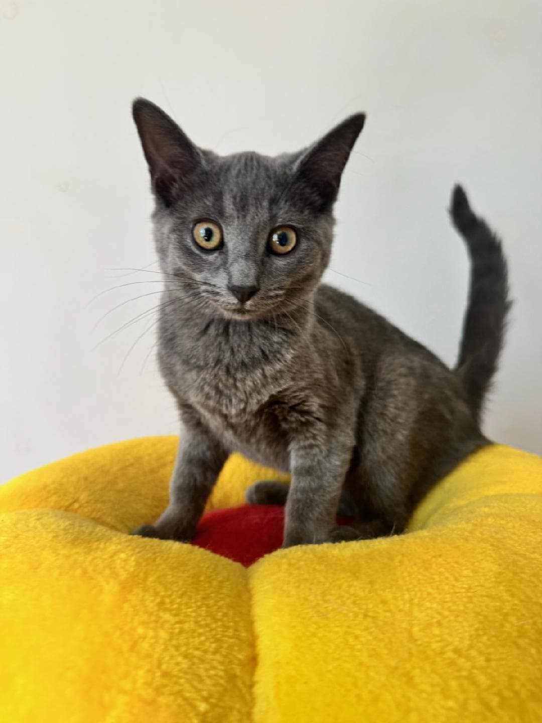 Jynx - Russian Blue