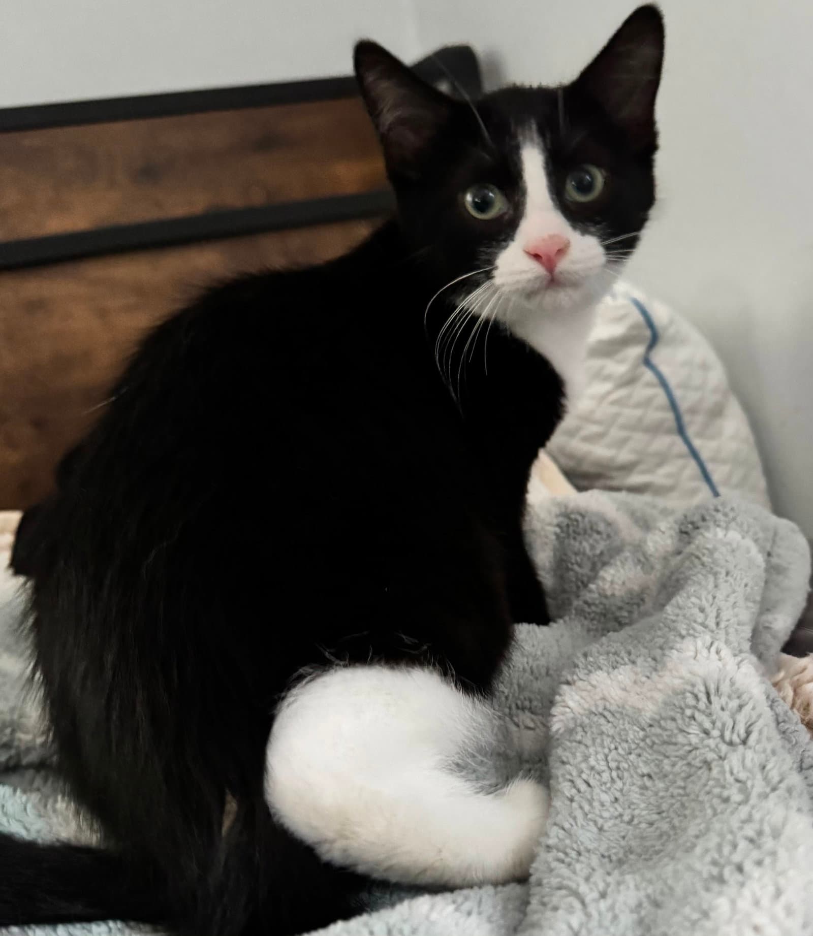 Viktor - Domestic Short Hair