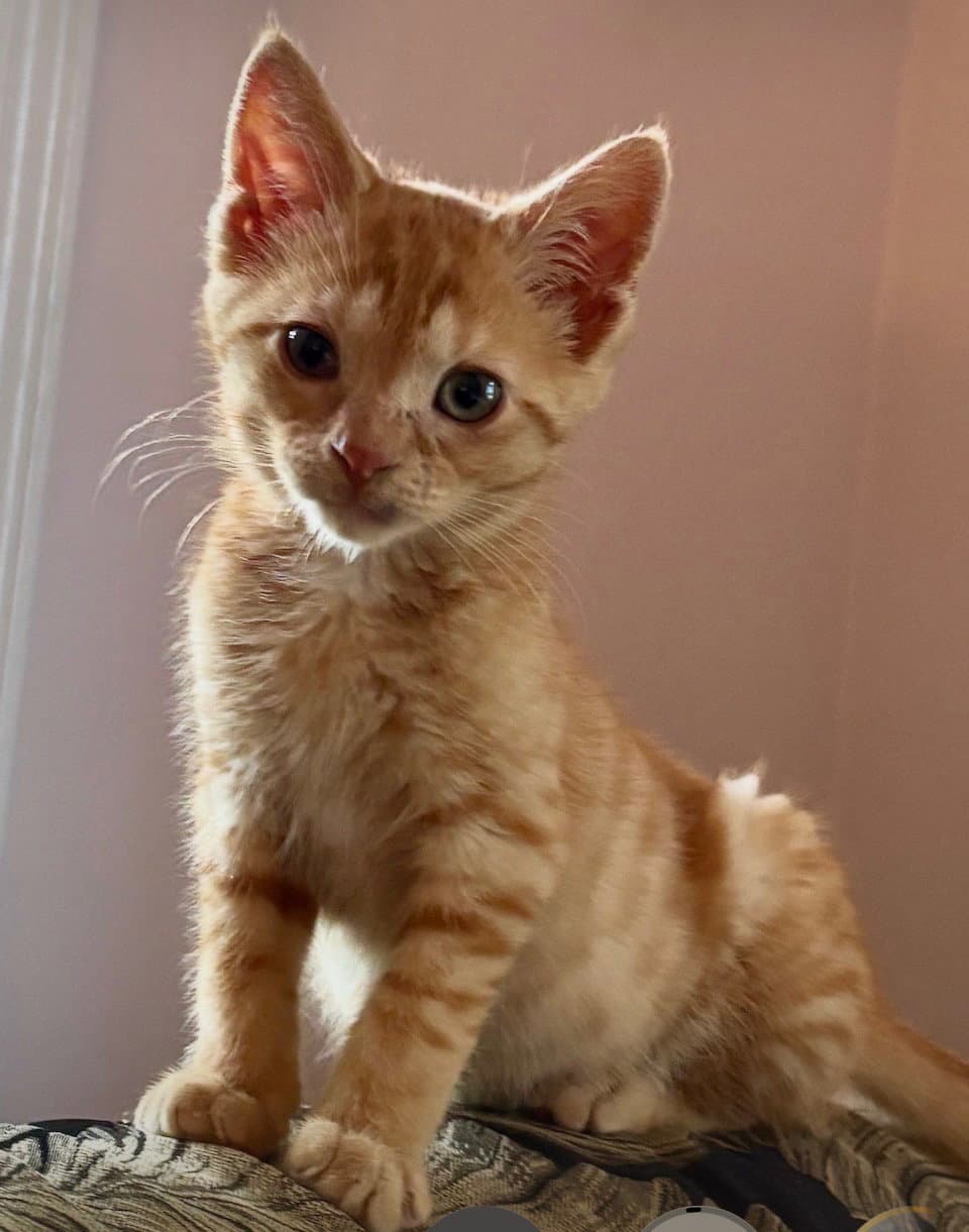 Herby - Domestic Short Hair