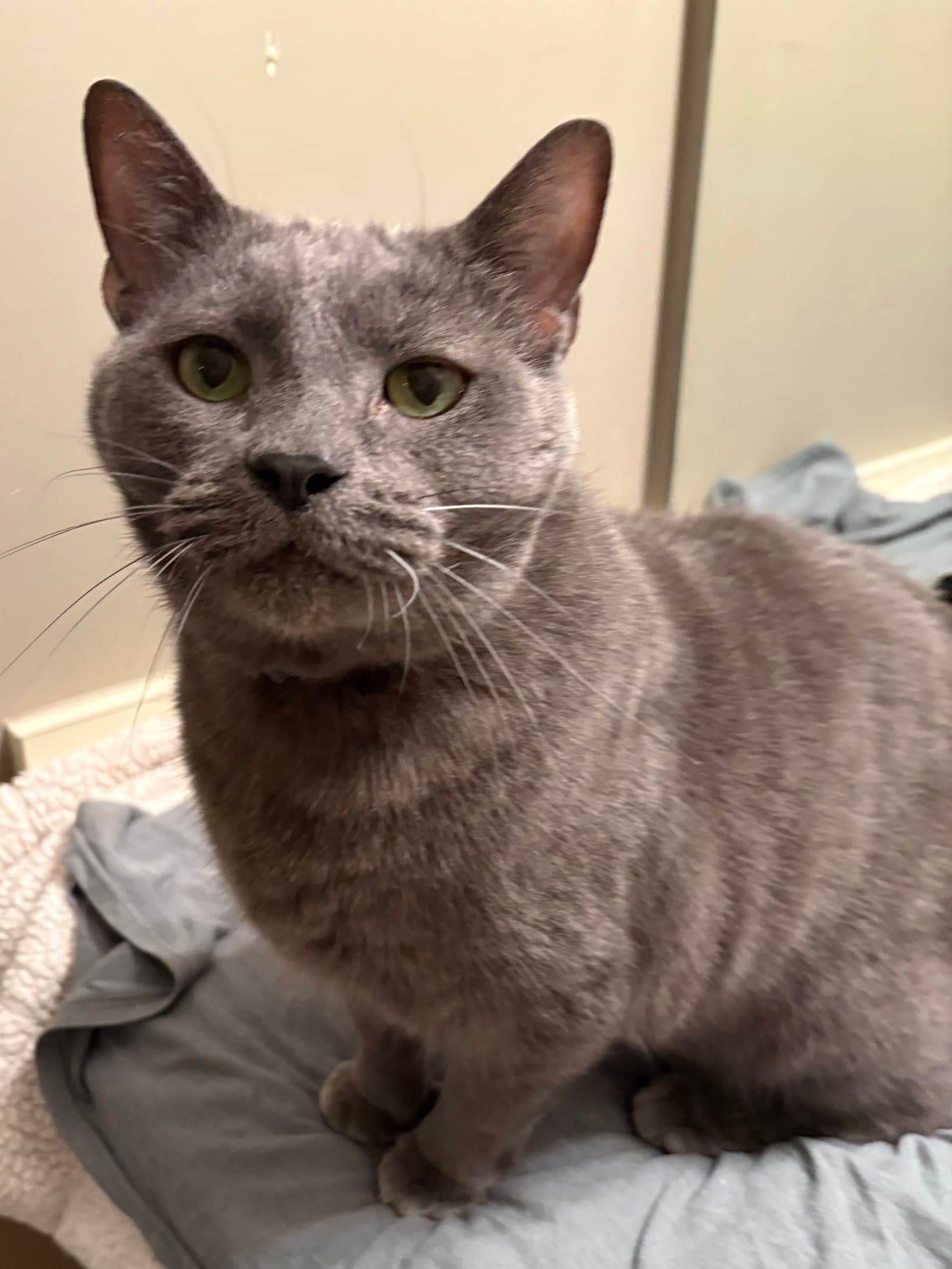 Stone - Domestic Short Hair