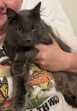 Mr Meows image 3