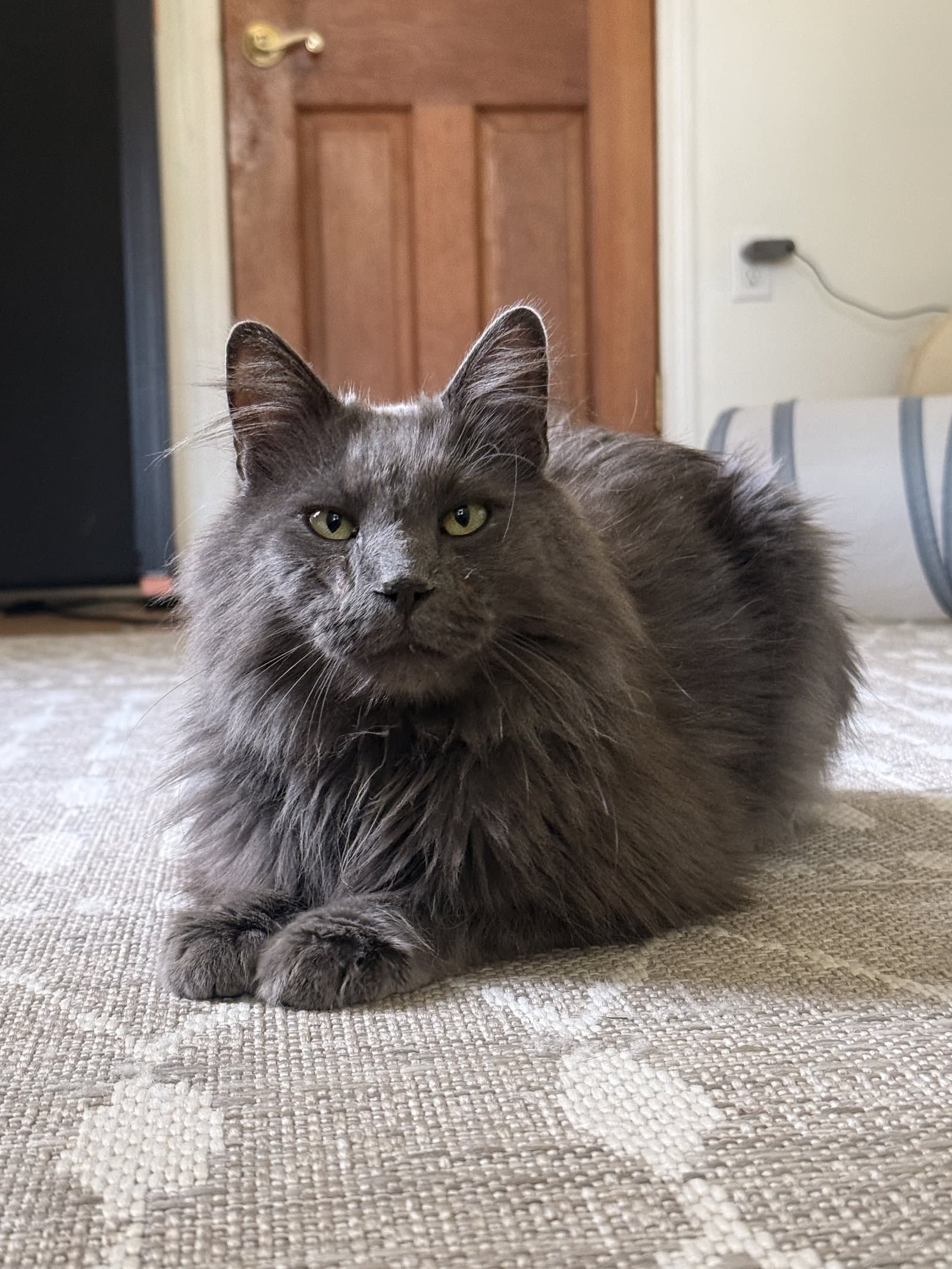 Mr Meows - Domestic Long Hair