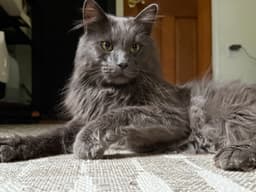 Mr Meows image 2