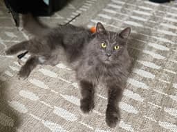 Mr Meows image 4
