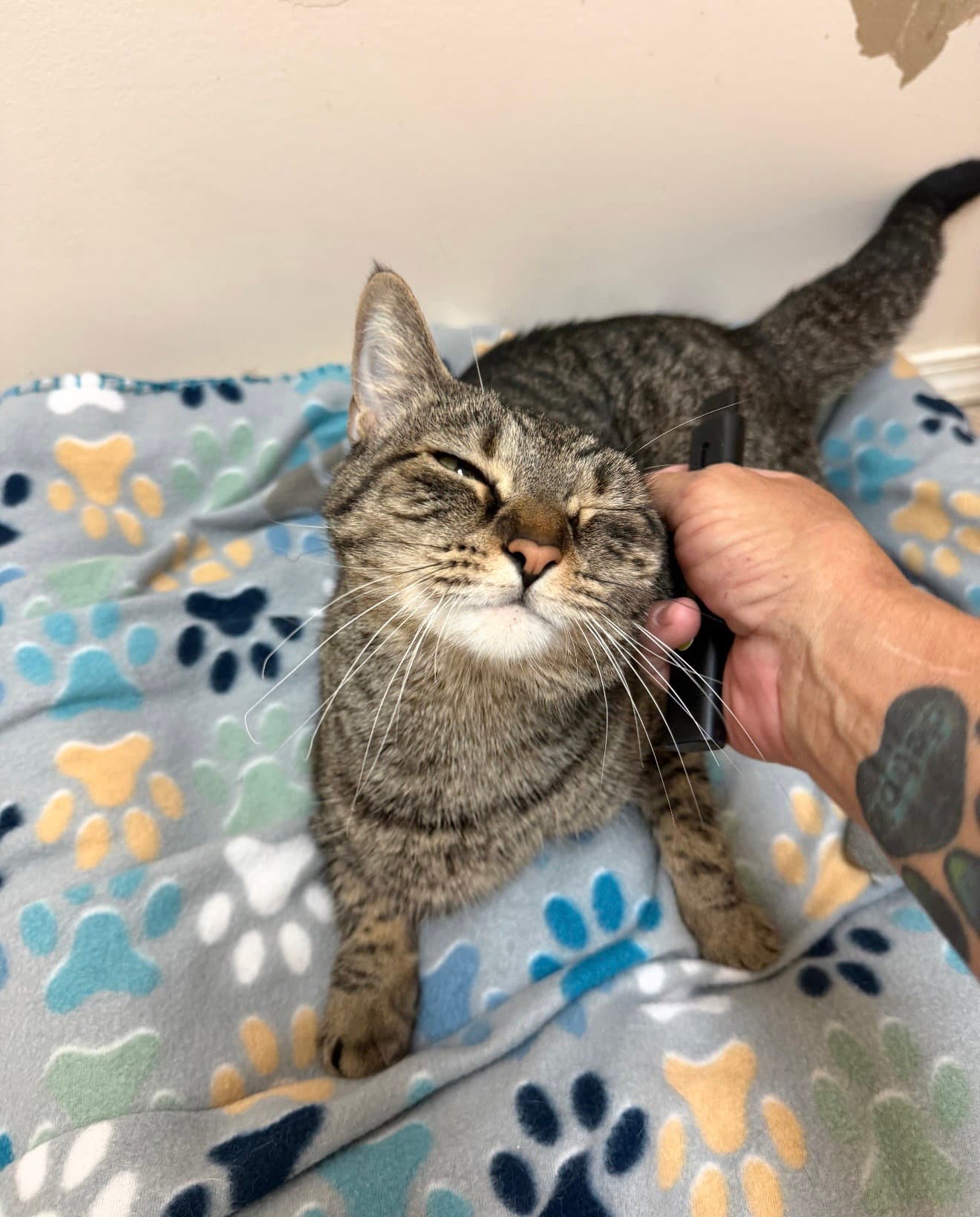 Ej - Domestic Short Hair