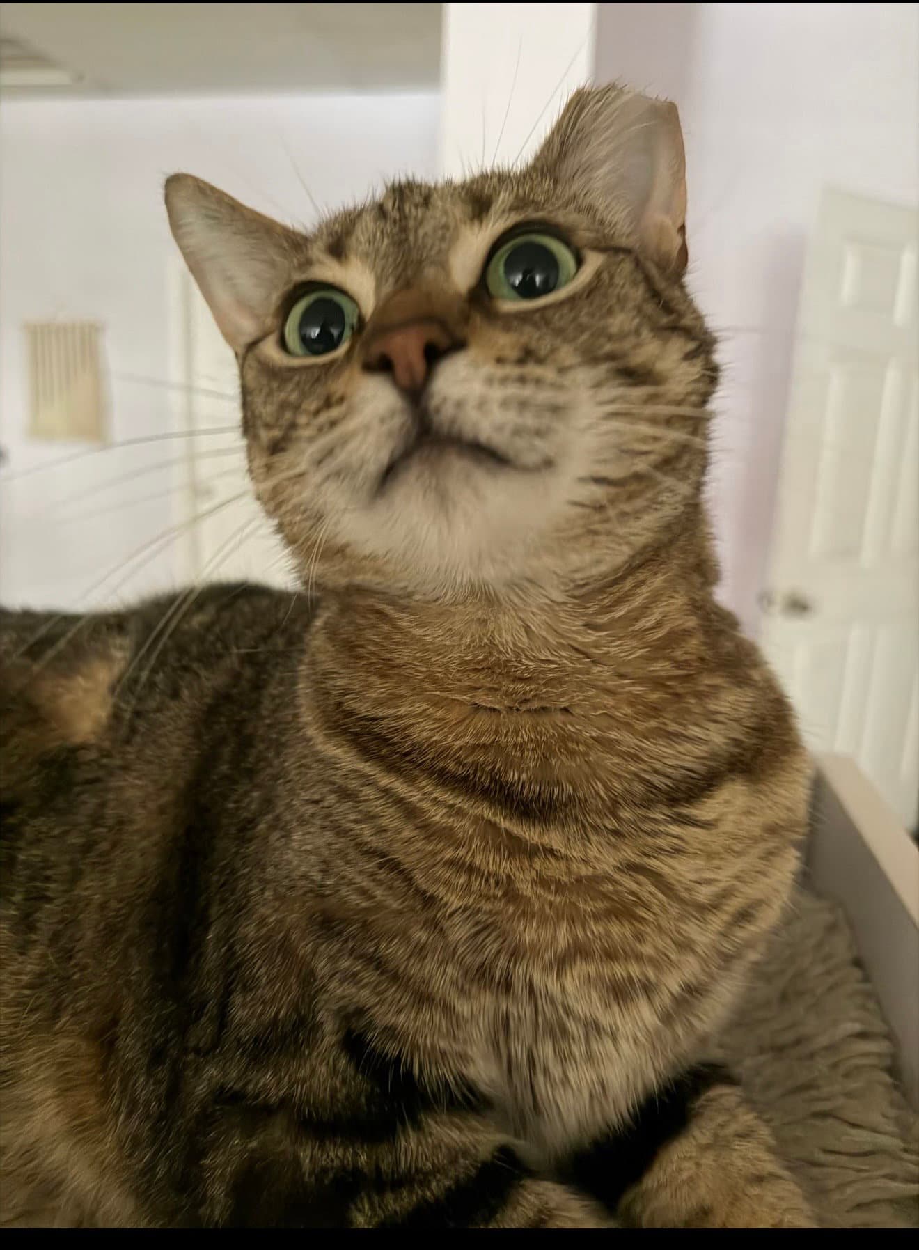 Kal Kal - Domestic Short Hair