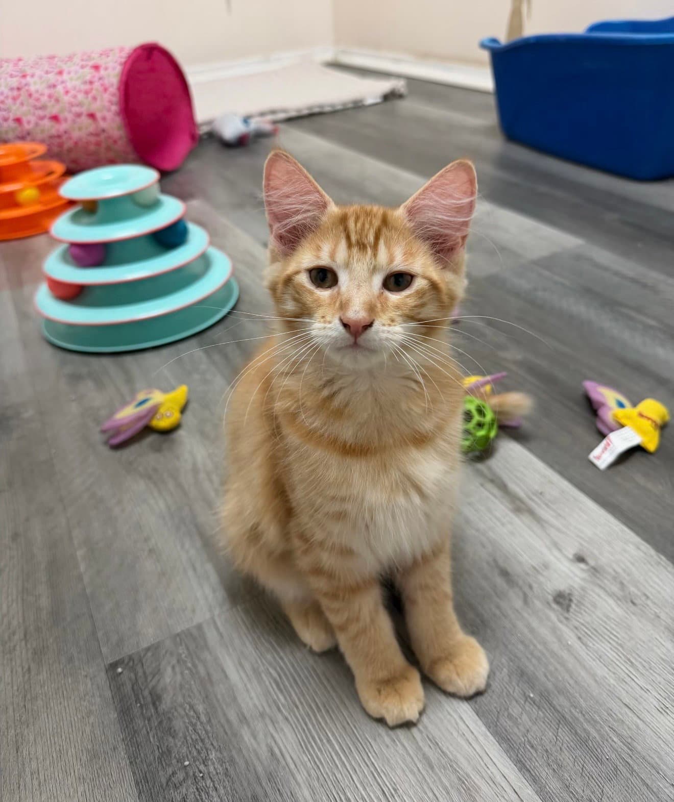 Sierra - Domestic Short Hair