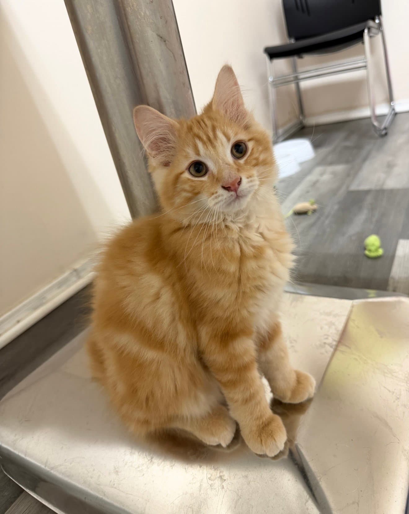 Thompsen - Domestic Medium Hair