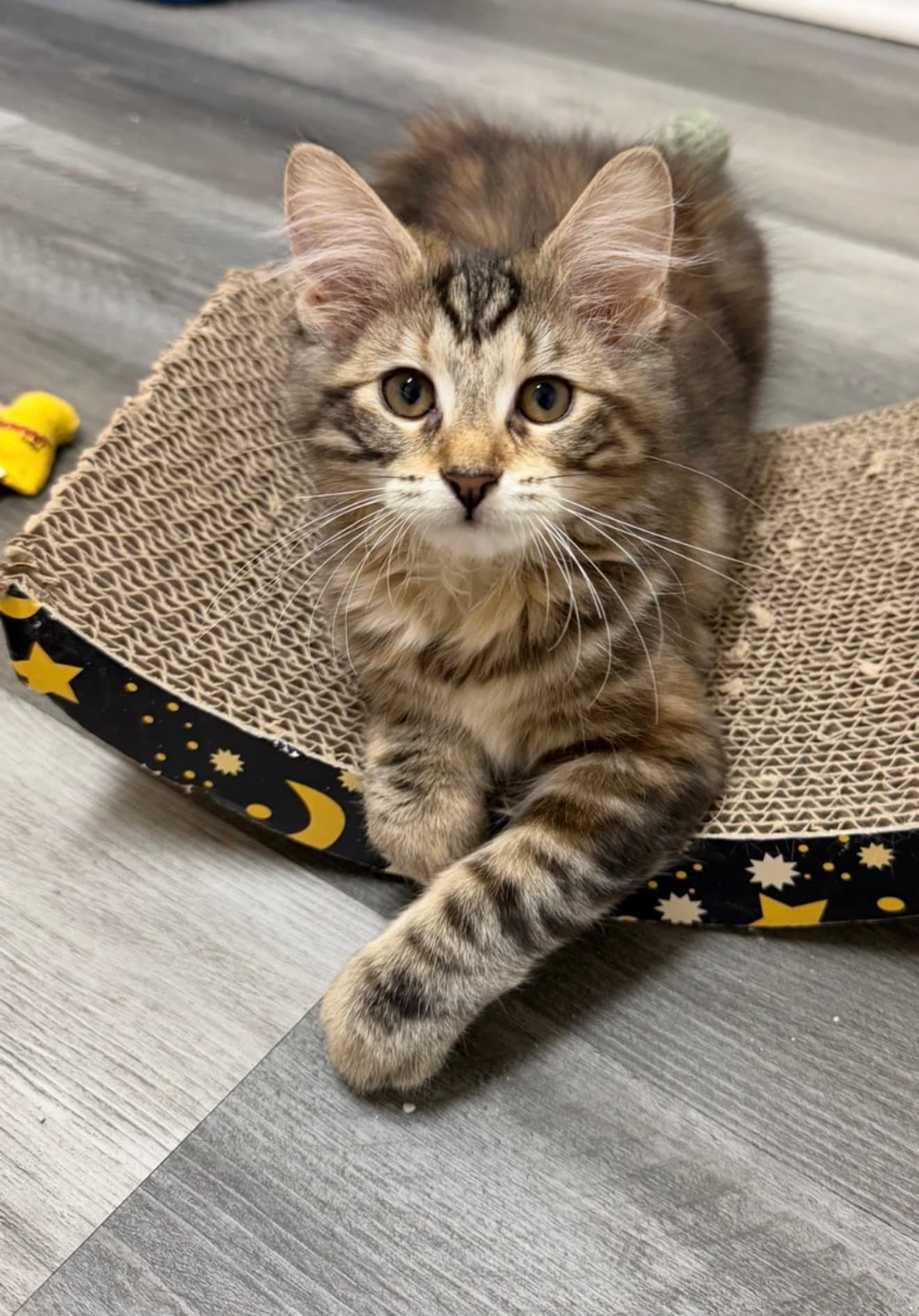 Leney - Domestic Medium Hair