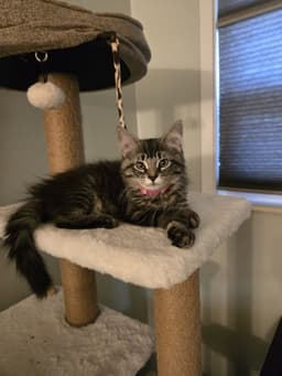 Lily May Must Be Adopted With Lawrence Michael image 1