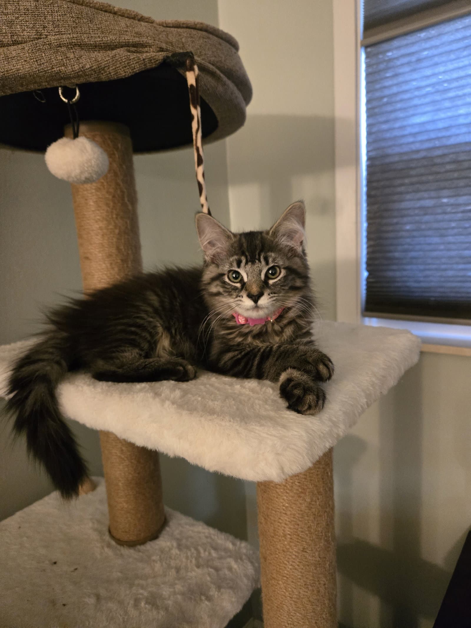 Lily May Must Be Adopted With Lawrence Michael - Domestic Long Hair