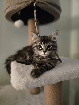 Lily May Must Be Adopted With Lawrence Michael image 2