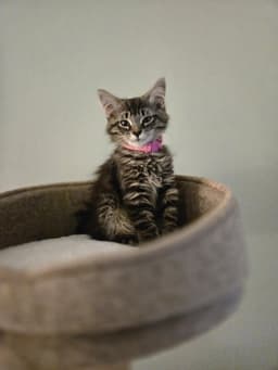 Lily May Must Be Adopted With Lawrence Michael image 3
