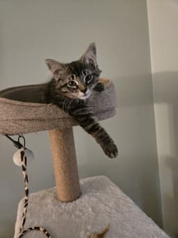 Lily May Must Be Adopted With Lawrence Michael image 4