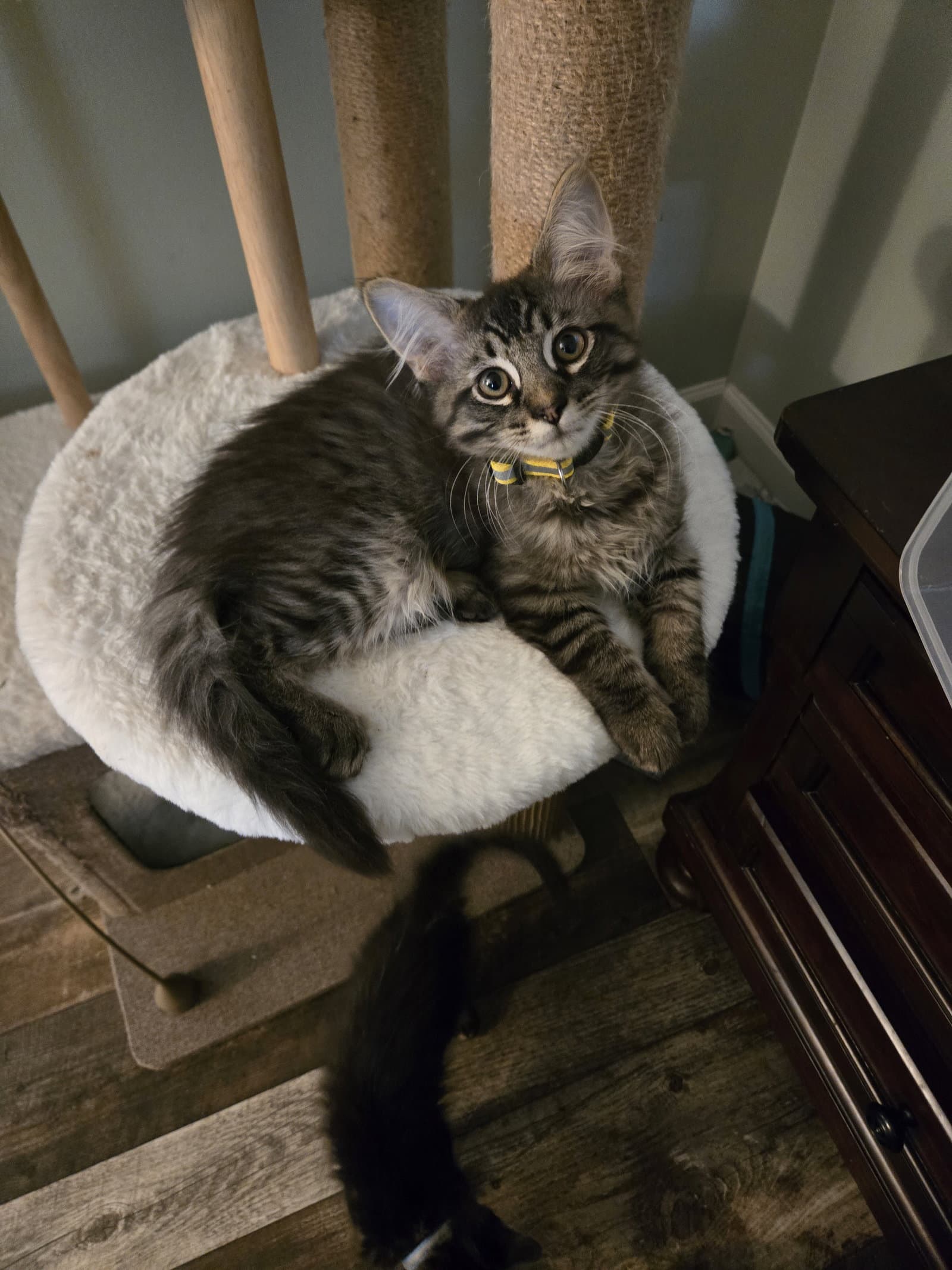 Lawrence Michaelmust Be Adopted With Lily May - Domestic Long Hair