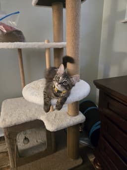 Lawrence Michaelmust Be Adopted With Lily May image 2
